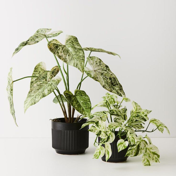 Marble Queen Pothos with variegated heart-shaped leaves