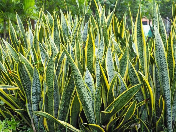 Snake Plant with tall, architectural leaves