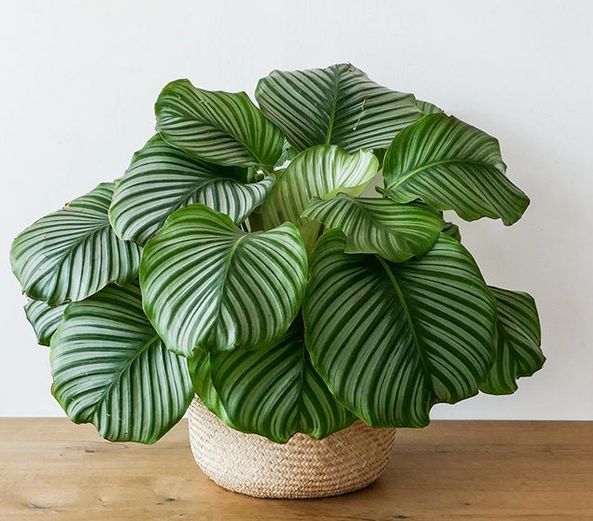 Calathea Orbifolia with large round striped leaves