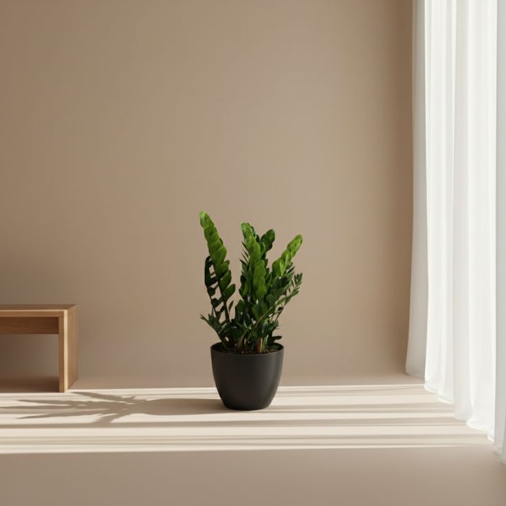 ZZ Plant with glossy dark green leaves